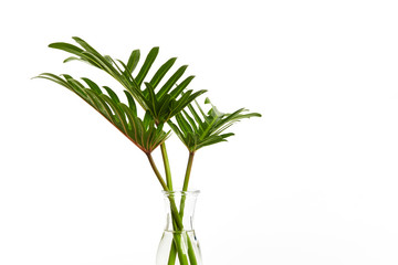 Tropical leaf Monstera plant  in glass vase