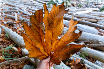 autumn backgrounds, autumn leaf, autumn leaves, autumn leaves background, background, beautiful, brown, close up, closeup, color, colorful, colorful leaves, environment, environmental, fall, fall colo