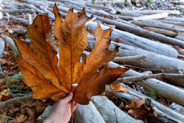 autumn backgrounds, autumn leaf, autumn leaves, autumn leaves background, background, beautiful, brown, close up, closeup, color, colorful, colorful leaves, environment, environmental, fall, fall colo