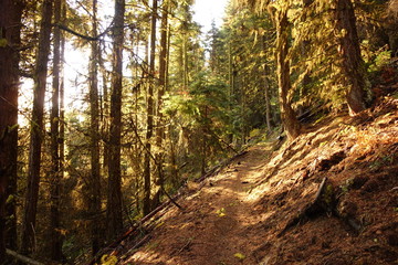 Fototapeta premium Landscapes of the Pacific Northwest