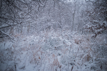 雪の森