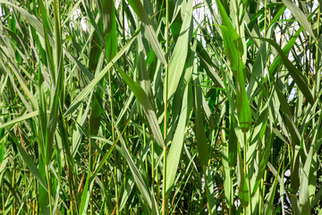reed stalks with green leaves closeup texture of a plant lit by sunlight.