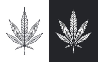 Hand drawn Marijuana leaf. Detailed sketch of Cannabis leaves on white and black background. Vector illustration