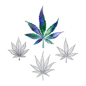Hand drawn Cannabis leaves isolated on white background. Medical marijuana or weed vector watercolor and sketch style illustration