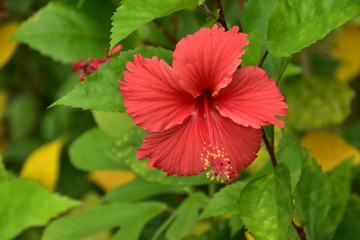 The red flower in Singapore