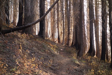 Landscapes of the Pacific Northwest