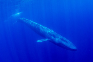 Fototapeta premium Blue Whale underwater