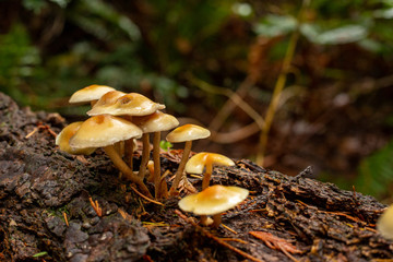 Small mushrooms in a forest