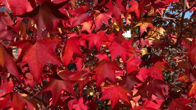 Red and orange colorful autumnal maple leaves, blue sky background - Autumn concept video 4k. Red colorful autumnal maple leaves, blue sky. Slow motion.
