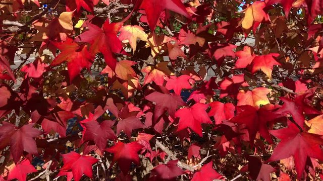 Red and orange colorful autumnal maple leaves, blue sky background - Autumn concept video 4k. Red colorful autumnal maple leaves, blue sky. Slow motion.