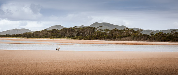 Naklejka premium Pelican on the beach, Hellyer Tasmania 