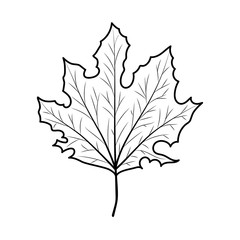 Isolated autumn leaf vector design