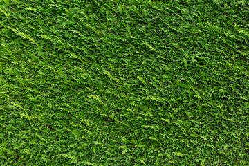 Green Cedar Hedge Texture Background