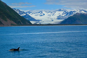 Glacier Beyond the Orca