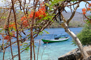 Indonesia Alor - blooming Royal poinciana and colorful boat