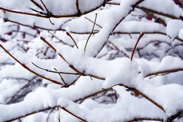 first snow, a thick layer on the branches and buds, incredibly beautiful background, natural refinement, white layers, shades, contrast, winter is near, the cold is here, calm peaceful texture