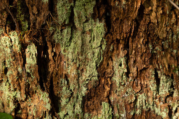 Textured tree bark with green litchen