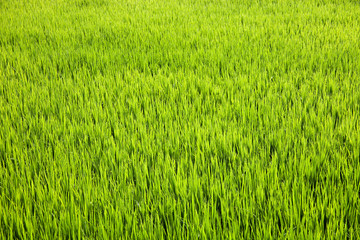 Rice paddy in Gyeongju-si, South Korea.