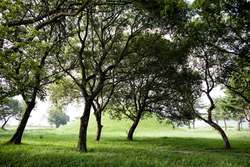 Royal Tomb of King Jinpyeong in Gyeongju-si, South Korea.