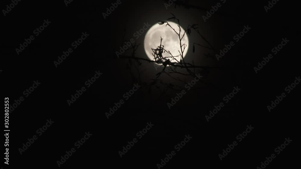 Wall mural full moon rise behind bare tree time lapse