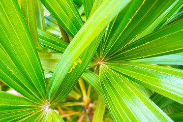 View of a green leaf texture