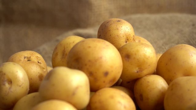 Shallow depth of field of pile of yellow potatoes rotating on a jute mat and a jute background out of focus