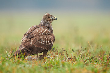 Common buzzard (Buteo buteo) close up