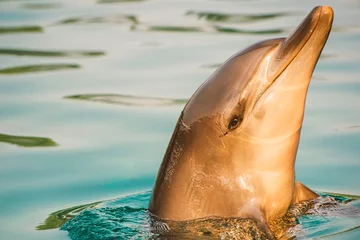 Foto auf Acrylglas Bottlenose dolphin © Rob D