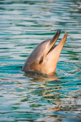 Obraz premium Bottlenose dolphin