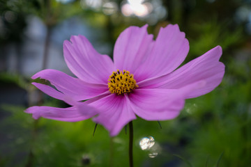 Macro of a pink cosmo flower with long soft delicate pink petals. Green foliage in the blurred background. The center of the flower is yellow with small petals. The bloom is large on a single stalk.