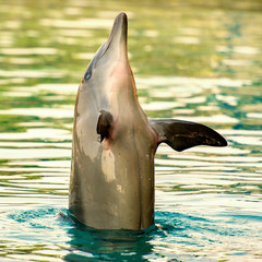 Bottlenose dolphin
