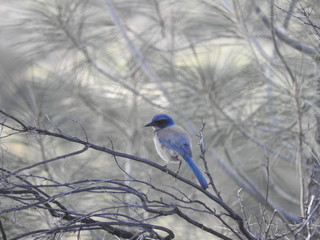 Western scrub jay, Sespe Wilderness, Los Padres National Forest, Ventura County, California.