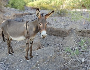 Curious wild burro, Bethlehem Donkey, Chemehuevi Mountains, Parker, California.