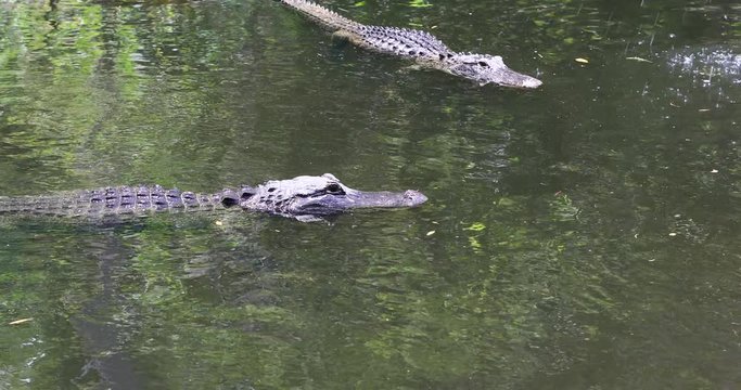 Florida Everglades Alligators hunting in swamp river 4K. Everglade National Park southern Florida. Wetland ecosystem. Subtropical climate, landscape, nature, plants and animals. Environmental geology.