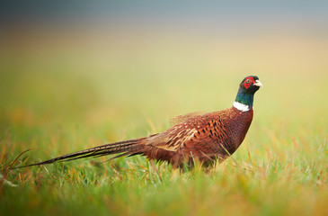 Ringneck Pheasant (Phasianus colchicus) male