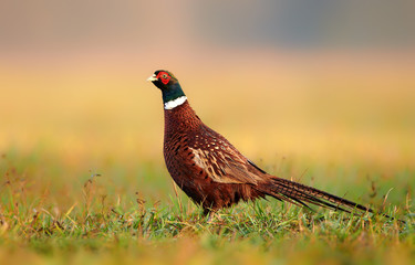 Ringneck Pheasant (Phasianus colchicus) male