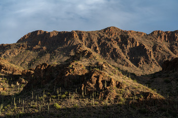 Morning Light Shines on Saguaro Covered Hillside