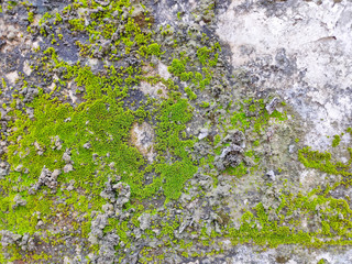 Fototapeta premium Close-up green moss on wall brick for texture background.
