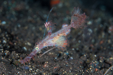 Roughsnout Ghost Pipefish 