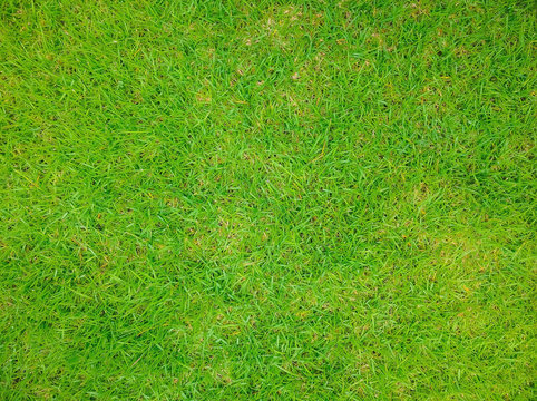 Backyard for background, Grass texture, Green lawn desktop picture, Park lawn texture, Green grass texture background, Green lawn.