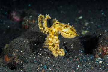 Mototi Octopus 