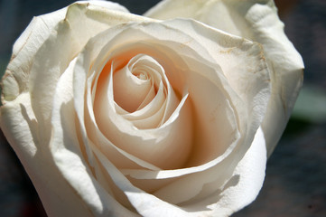 closeup of white rose bud bursting into bloom