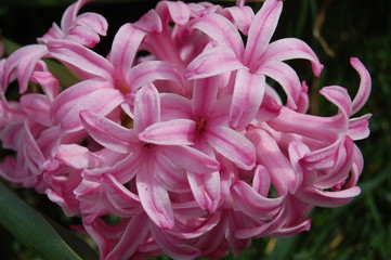 closeup of pink hyacinth flowers in bright sunlight