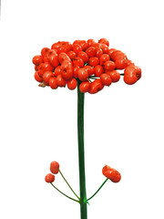 Korean wild root ginseng with berries. A close up of the wild most famous medicinal plant ginseng...