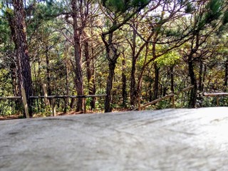 Pinos de El Salvador