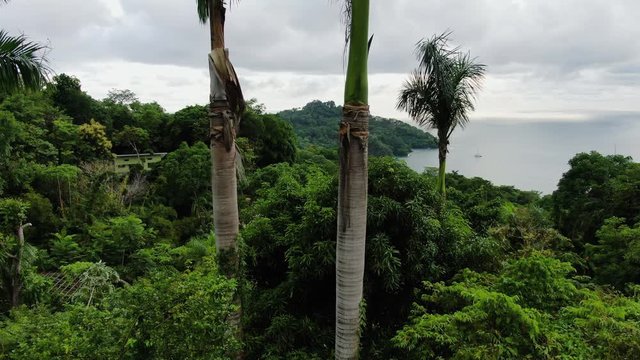 A pair of wild Macaw parrots fly by, over a lush jungle canopy. Ocean in the background.