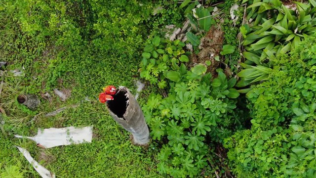 Two wild Macaw Parrots perched on a hollow tree trunk. Top view, slow boom down.