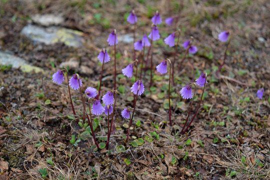 A cluster of Soldanella alpina, the alpine snowbell or blue moonwort in the Swis Alps near Saas Fee