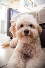 mascota