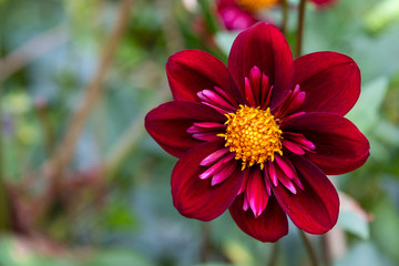 Fall color in the garden, dark red dahlia with yellow middle, green nature background